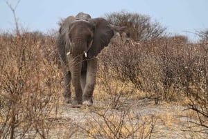 Windhoek: 3-Day Guided Safari in Etosha with Lodge