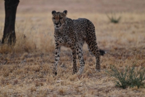 Windhoek: 3-Day Guided Safari in Etosha with Lodge