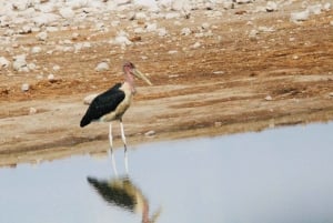 Windhoek: 3-Day Guided Safari in Etosha with Lodge