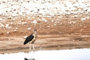 Windhoek: 3-Day Guided Safari in Etosha with Lodge