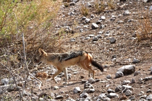Windhoek: 3-Day Guided Safari in Etosha with Lodge