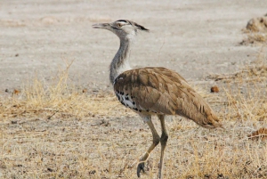 Windhoek: 3-Day Guided Safari in Etosha with Lodge