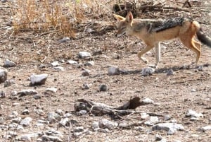 Windhoek: 3-Day Guided Safari in Etosha with Lodge