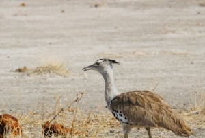 Windhoek: 3-Day Guided Safari in Etosha with Lodge