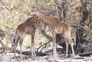 Windhoek: 3-Day Guided Safari in Etosha with Lodge