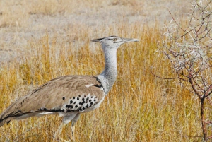 Windhoek: 3-Day Guided Safari in Etosha with Lodge