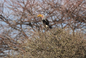 Windhoek: 3-Day Guided Safari in Etosha with Lodge