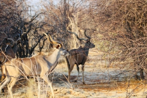 Windhoek: 3-Day Guided Safari in Etosha with Lodge