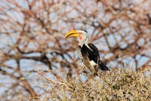 Windhoek: 3-Day Guided Safari in Etosha with Lodge