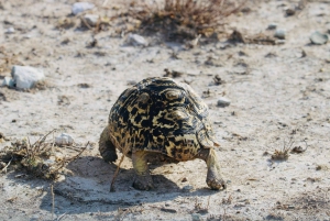 Windhoek: 3-Day Guided Safari in Etosha with Lodge