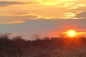 Windhoek: 3-Day Guided Safari in Etosha with Lodge