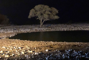 Windhoek: 3-Day Guided Safari in Etosha with Lodge