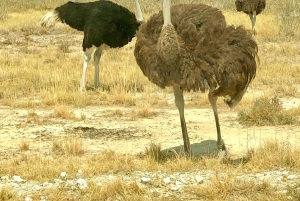 Windhoek: 3-Day Guided Safari in Etosha with Lodge