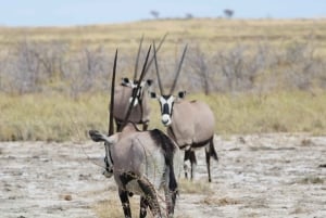 Windhoek: 3-Day Guided Safari in Etosha with Lodge