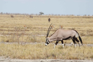 Windhoek: 3-Day Guided Safari in Etosha with Lodge