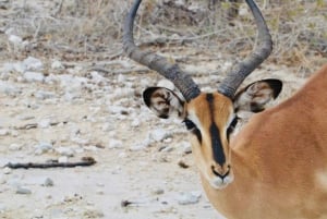 Windhoek: 3-Day Guided Safari in Etosha with Lodge