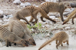 Windhoek: 3-Day Guided Safari in Etosha with Lodge