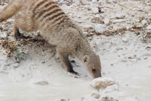 Windhoek: 3-Day Guided Safari in Etosha with Lodge