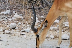 Windhoek: 3-Day Guided Safari in Etosha with Lodge
