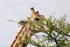 Windhoek: 3-Day Guided Safari in Etosha with Lodge