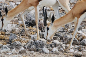 Windhoek: 3-Day Guided Safari in Etosha with Lodge