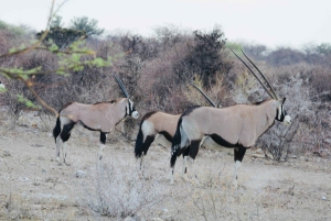 Windhoek: 3-Day Guided Safari in Etosha with Lodge