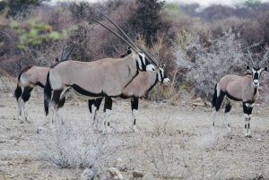 Windhoek: 3-Day Guided Safari in Etosha with Lodge