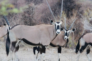 Windhoek: 3-Day Guided Safari in Etosha with Lodge