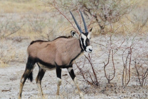 Windhoek: 3-Day Guided Safari in Etosha with Lodge