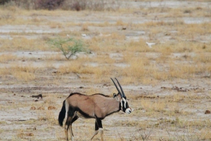 Windhoek: 3-Day Guided Safari in Etosha with Lodge