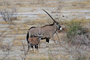 Windhoek: 3-Day Guided Safari in Etosha with Lodge