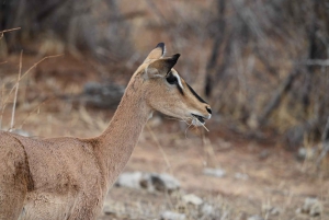 Windhoek: 3-Day Guided Safari in Etosha with Lodge
