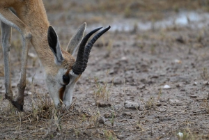 Windhoek: 3-Day Guided Safari in Etosha with Lodge