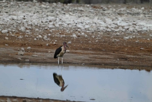 Windhoek: 3-Day Guided Safari in Etosha with Lodge
