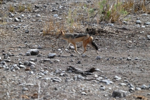 Windhoek: 3-Day Guided Safari in Etosha with Lodge