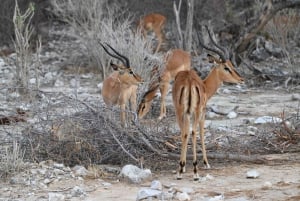 Windhoek: 3-Day Guided Safari in Etosha with Lodge
