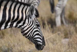 Windhoek: 3-Day Guided Safari in Etosha with Lodge