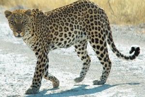 Windhoek: 3-Day Guided Safari in Etosha with Lodge