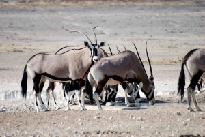 Windhoek: 3-Day Guided Safari in Etosha with Lodge