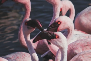 04 Days Swakopmund and Sossusvlei Guided Tour