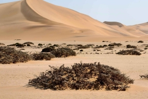 04 Days Swakopmund and Sossusvlei Guided Tour