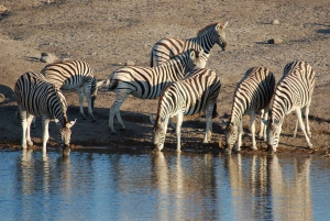 07 Days Highlight Of Namibia | Auto Tour Camping