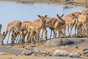 07 Days Highlight Of Namibia | Auto Tour Camping