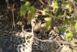 07 Days Highlight Of Namibia | Auto Tour Camping