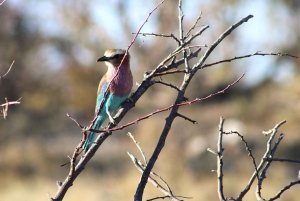 07 Days Highlight Of Namibia | Auto Tour Camping