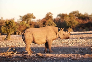 07 Days Highlight Of Namibia | Auto Tour Camping