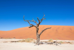07 Days Highlight Of Namibia | Auto Tour Camping