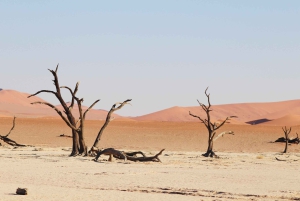 07 Days Highlight Of Namibia | Auto Tour Camping