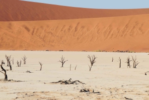 07 Days Highlight Of Namibia | Auto Tour Camping