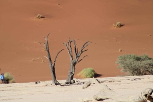 07 Days Highlight Of Namibia | Auto Tour Camping